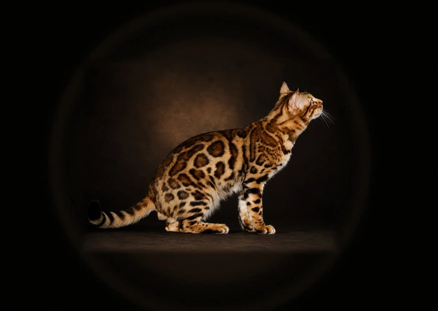 Studio portrait of Bengal champion BAMSI in luxury dark lighting