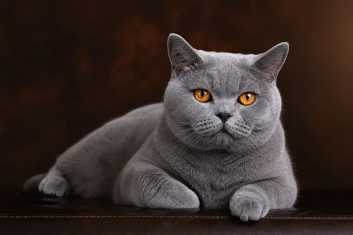 Premium pedigree cat at our Bengaluru cattery