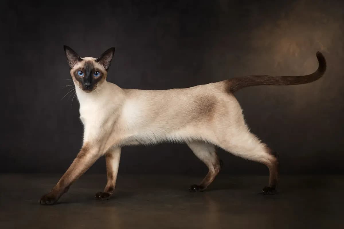 Siamese cat in an elegant stretch showing slender breed proportions
