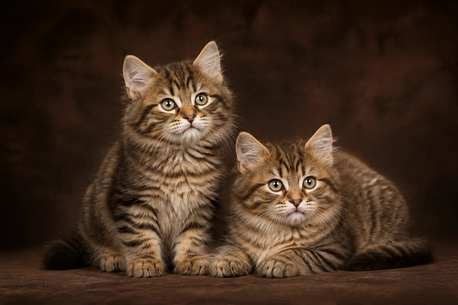 Two Siberian kittens in a premium studio portrait — sturdy young forms and developing triple coats